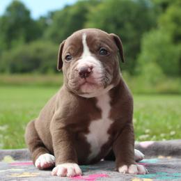 Girl 6 - female Alapaha Blue Blood Bulldog puppy in Grafton, Ohio from Eclipse Alapaha Kennels