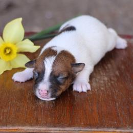 Cooper - Tan and white male Jack Russell Terrier puppy in West Bend, Iowa from Blue Skies Terriers