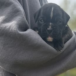 Axel - Brindle male Boxer puppy in Daviess County, Kentucky from Blissful Euro Boxers & French Bull Dogs