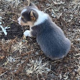 American Corgi puppies from Blacketers Corgis