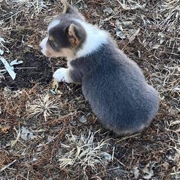 American Corgi puppies from Blacketers Corgis