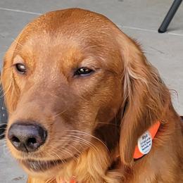 Mya - Golden Retriever