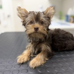 Jerome - Chocolate and tan male Yorkshire Terrier puppy in Jacksonville, Florida from TLJ Choco Yorkie Love