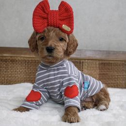 Juniper - Red  female Goldendoodle puppy in Warsaw, Ohio from Lovabledoodles