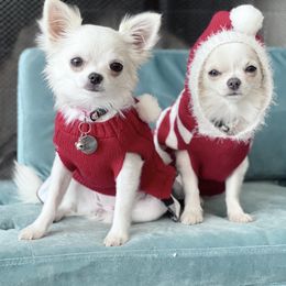 Chihuahuas from Coco & Chanel’s Chihuahuas