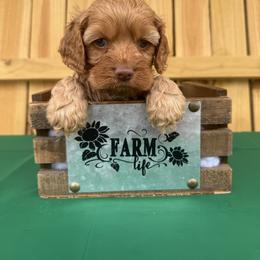 Duke Caboom - Red male Cockapoo puppy in Connersville, Indiana from MoonShine Babies