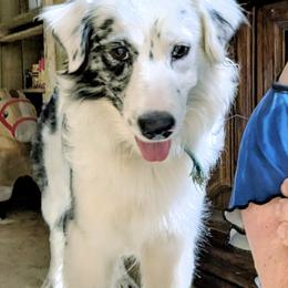 Freya - Australian Shepherd