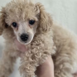 Boy 3 - Apricot male Poodle puppy in Lawton, Oklahoma from My Precious Toy Poodles