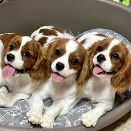 Cavalier King Charles Spaniel Puppies from Hungarian Cavaliers of Nashville
