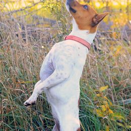 Rat Terriers from Gun River Terriers