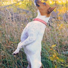 Rat Terriers from Gun River Terriers