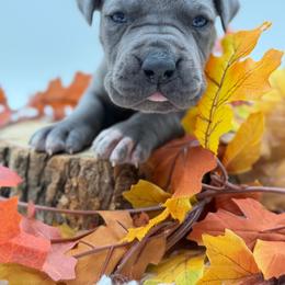 Violet - Blue female Great Dane puppy in Sac City, Iowa from Northern Great Danes of Colorado & Iowa