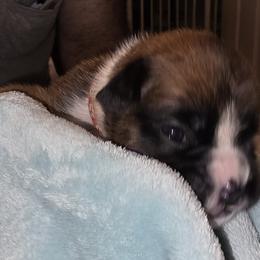 Orange girl - Fawn female Boxer puppy in Titusville, Florida from Saskobox