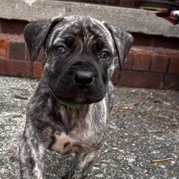 Mogely - Brindle male Boerboel puppy in Bon Aqua, Tennessee from Erickson Ranch Boerboels