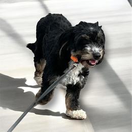 Joy is amazing. She is the sweetest girl. She loves going on walks, lots of kisses and snuggles. She is great in the house and is potty trained. - Tri-color female Bernedoodle puppy in Lancaster, Missouri from Cavapoo Acres