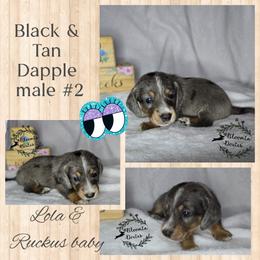 Boy 3 - Dapple male Dachshund puppy in Valrico, Florida from Bloomin Doxies