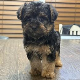 Daryn - Black and tan male Yorkipoo puppy in Lebanon, Kentucky from Mosaic Merle Doodles