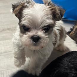 Gidget - Black & tan tri-color female Morkie puppy in Taylorsville, North Carolina from Mountain Top Hot Tailz