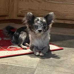 Reagan - Chihuahua