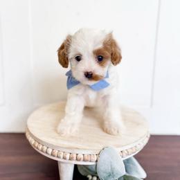 Ghost - Blenheim male Cavapoo puppy in Melbourne, Florida from Space Coast Doodle Co.