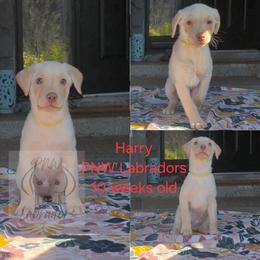 Harry - Yellow male Labrador Retriever puppy in Rogue River, Oregon from PNW Labradors