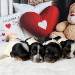Biewer Terrier puppies from South Georgia Yorkies and Biewers