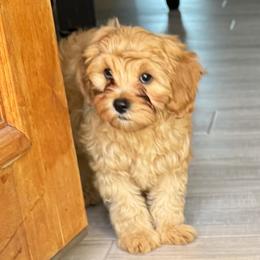 Cavapoos and Cavapoochons from Kayes Cavapoos