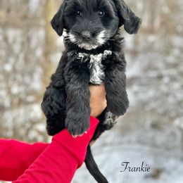 Frankie - Black and white male Sheepadoodle puppy in Thornville, Ohio from Four Front Doodles & Friends