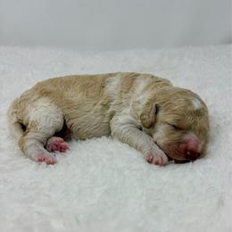 Nelson - Cream male Goldendoodle puppy in Calhoun, Georgia from FamilyLoved Doodles