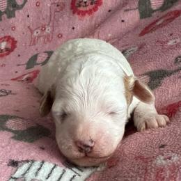 Saturn apricot and white parti - Parti female Poodle puppy in Winter Haven, Florida from Herdez’s Poodles