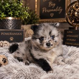 Blue Merel with blue eyes male - Blue merle male Pomeranian puppy in Jacksonville, North Carolina from Pomeranians DelReal