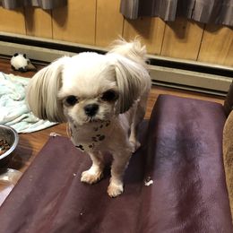 Rocky - Shih Tzu