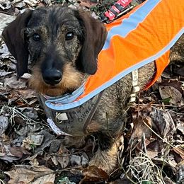 Dachshunds from Leslie's Dachshunds