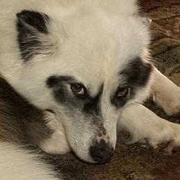 Siberian Huskies and Yakutian Laikas from Frosty Timber Sled Dogs