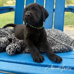 Green Boy - Black male Labrador Retriever puppy in Colorado from Albrecht Farms Labrador Retrievers