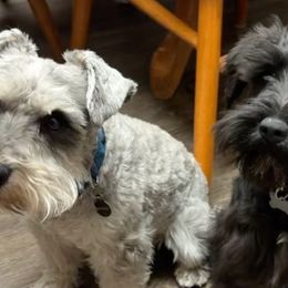Miniature Schnauzers from T’s Little Schnauzers