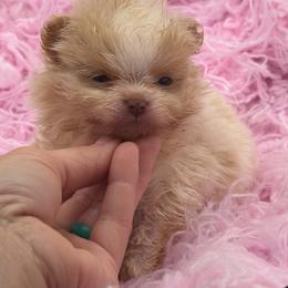Lychee - Cream parti female Pomeranian puppy in Franklin, North Carolina from A&J Cutie Pawtooties