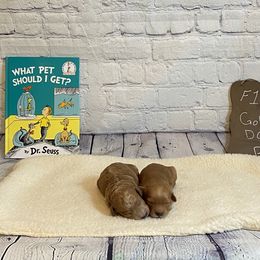 Goldendoodle and Poodle Puppies from Partridge Doodles and Poodles