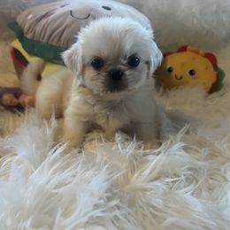 Smurf - Cream male Pekingese puppy in Philadelphia, Pennsylvania from Pekingese pups