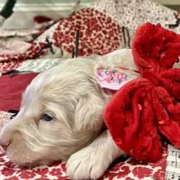 Roo - Cream male Goldendoodle puppy in Camden, North Carolina from Oopsie Doodles of NC