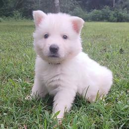 Black - White male German Shepherd puppy in Bexar County, Texas from Scenic Creek German Shepherds and White Swiss Shepherds