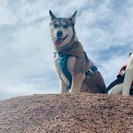 Siberian Huskies from Mg Husky Breeding co.