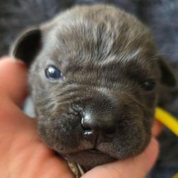 Yellow Collar - Gray female Cane Corso puppy in Henry, Virginia from Hardradas Dynasty Cane Corso