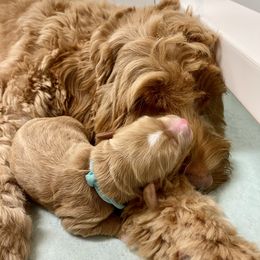 Australian Labradoodle Puppies from Salona Australian Labradoodles