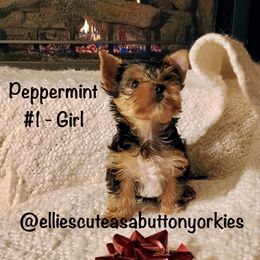 Peppermint - Black and gold female Yorkshire Terrier puppy in New Holland, Pennsylvania from Ellie's Cute as a Button Yorkies