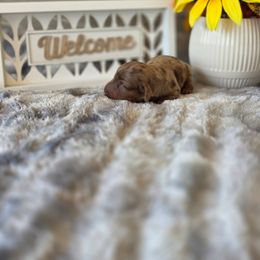 Riff - Dapple male Dachshund puppy in Indianapolis, Indiana from Homegrown Hoosier Kennels