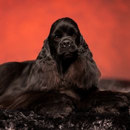Cocker Spaniels from Seneca Cockers