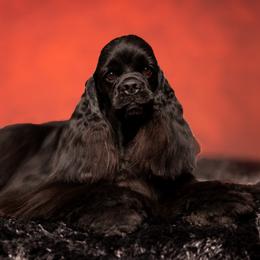 Cocker Spaniels from Seneca Cockers
