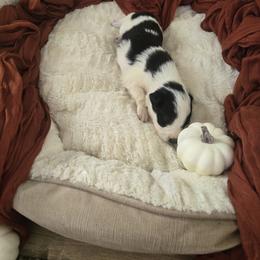 Black and white girl - Black and white female Border Collie puppy in Century, Florida from The George's dogs and puppies