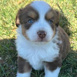 Boy 1 - Red tri male Miniature Australian Shepherd puppy in Amarillo, Texas from Duclops Ranch Aussies